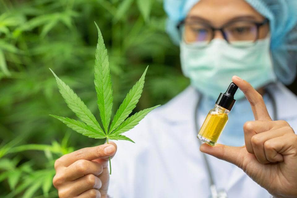 Doctor Cbd Ecuador planta cannabis, cbd oil ecuador